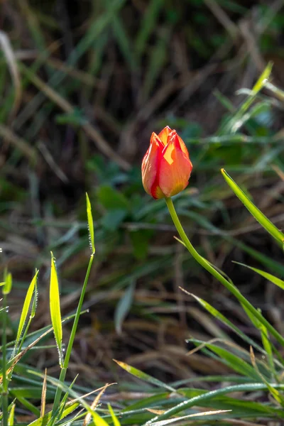 Červený Divoký Tulipán Květina Zavřít Mezi Zelené Listy — Stock fotografie
