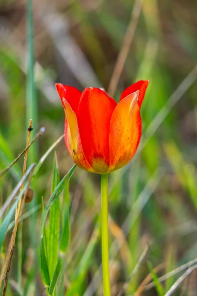 Fleur Tulipe Sauvage Rouge Gros Plan Parmi Les Feuilles Vertes — Photo