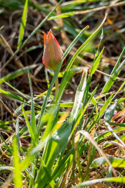 Flor Roja Del Tulipán Salvaje Cerca Entre Las Hojas Verdes —  Fotos de Stock