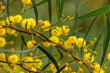 Çiçek açan bir ağacın sarı topları. Arka planda bulanık bir akasya salyası.
