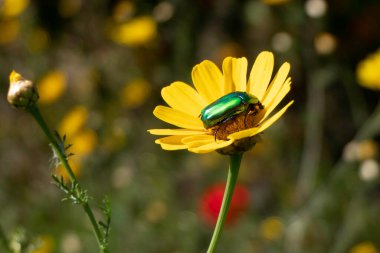 Metalik gül chafer ya da yeşil gül chafer Cetonia aurata böceği yakın bir sarı çiçek üzerinde