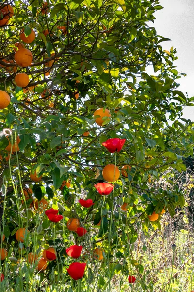 Red poppy flowers on the background of an orange tree with ripe fruits. Israel