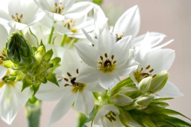 Narin beyaz Ornithogalum çiçekleri bulanık bir arkaplanı kapatır