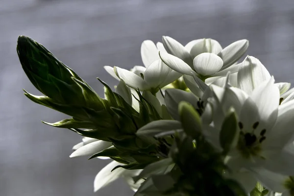 Fleurs Blanches Délicates Ornithogalum Rapprochées Sur Fond Flou — Photo