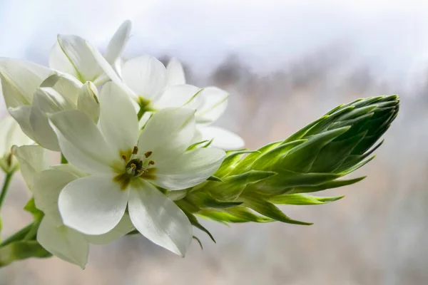 Нежные Белые Цветы Орнитогалума Закрываются Размытом Фоне — стоковое фото