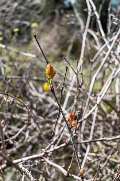 Genç Yapraklar Yabani Üzüm Tomurcukları Yakın Plan Lkbahar Srail — Stok fotoğraf
