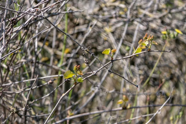 Young leaves and buds of wild grapes close-up. Springtime. Israel