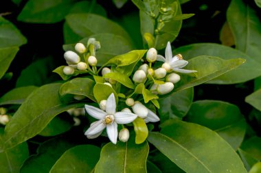 Meyve bahçesinde büyük beyaz çiçeklerle tomurcuklanan narenciye ağaçları. İsrail