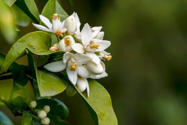 Meyve bahçesinde büyük beyaz çiçeklerle tomurcuklanan narenciye ağaçları. İsrail