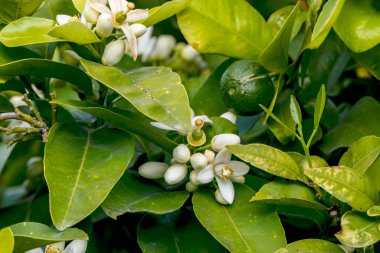 Meyve bahçesinde büyük beyaz çiçeklerle tomurcuklanan narenciye ağaçları. İsrail