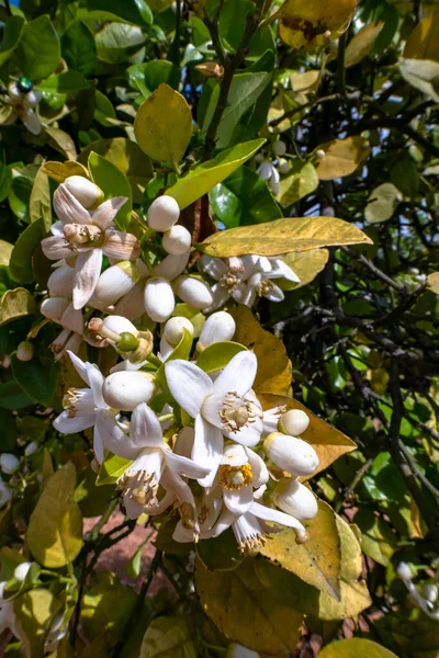Meyve Bahçesinde Büyük Beyaz Çiçeklerle Tomurcuklanan Narenciye Ağaçları Srail — Stok fotoğraf