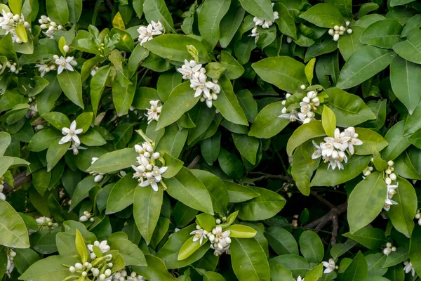 Uprawiane Kwitnące Drzewa Cytrusowe Dużymi Białymi Kwiatami Sadzie Izrael — Zdjęcie stockowe