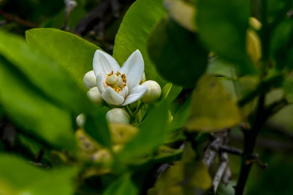 Uprawiane Kwitnące Drzewa Cytrusowe Dużymi Białymi Kwiatami Sadzie Izrael — Zdjęcie stockowe