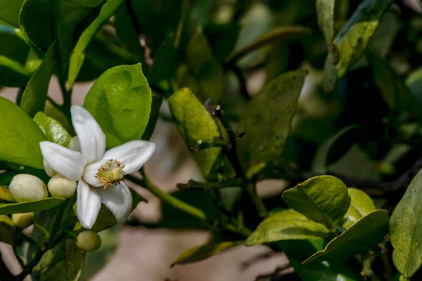 Pěstované Kvetoucí Citrusové Stromy Velkými Bílými Květy Uzavírají Sadu Izrael — Stock fotografie