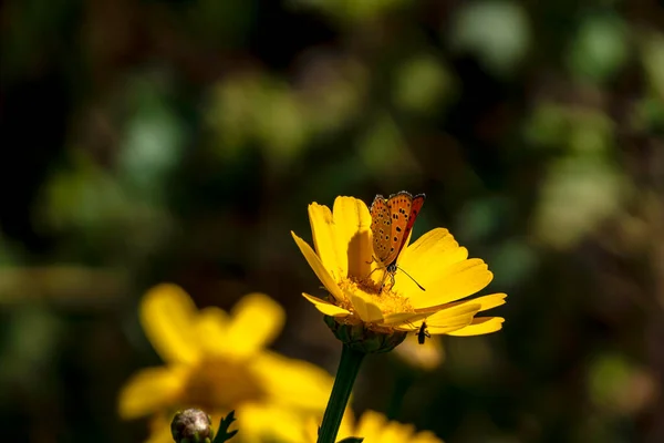 Pequeña Mariposa Cobre Tiro Púrpura Cerca Sentado Una Flor Amarilla —  Fotos de Stock