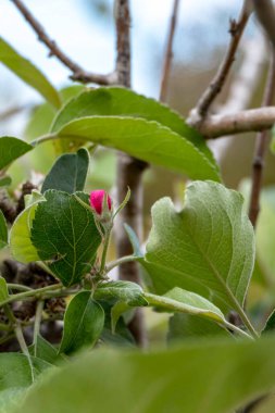 Çiçek açan elma ağacı. Yaprakların arasında narin pembe çiçekler ve tomurcuklar. İsrail