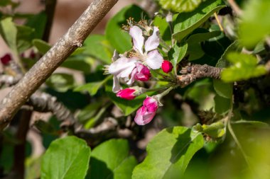 Çiçek açan elma ağacı. Yaprakların arasında narin pembe çiçekler ve tomurcuklar. İsrail