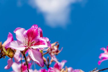 Çiçekli Bauhinia Orkide ağacı. Pembe çiçekler kapanıyor. İlkbahar