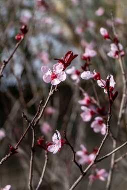 Pisardi erik ağacı. Narin pembe çiçekler, tomurcuklar ve yapraklar. İlkbahar. İsrail