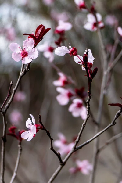 Pisardi Plum Blooming Tree Delicate Pink Flowers Buds Leaves Close — Stock Photo, Image