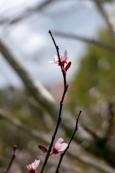 Pisardi Plum Blooming Tree Delicate Pink Flowers Buds Leaves Close — Stock Photo, Image