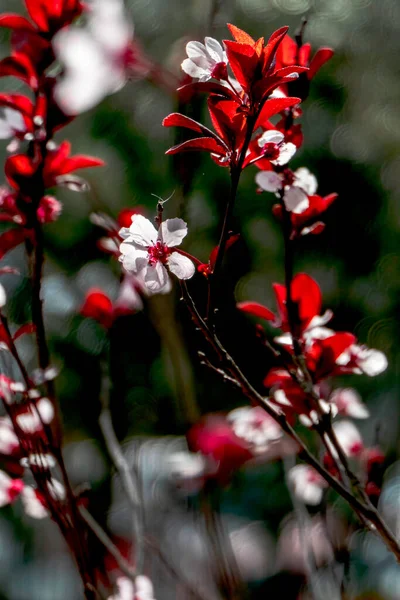 Pisardin Luumun Kukkiva Puu Herkkä Vaaleanpunaisia Kukkia Silmut Lehdet Lähikuva — kuvapankkivalokuva