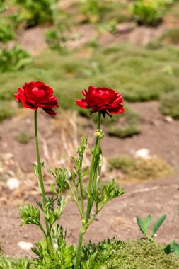 Bulanık arka planda çiçek açan kırmızı bahçe çiçekleri. Ranunculus çiçekleri. Kırmızı çiçekler..