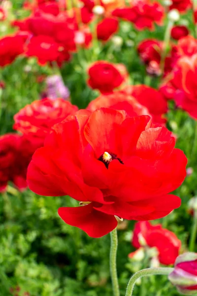 Blooming red garden flowers Buttercups on a blurred background. Ranunculus flowers. Red blooming flowers.