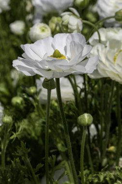 Bulanık arka planda ekilmiş çiçek çiçekleri. Ranunculus çiçekleri. Beyaz çiçekler..