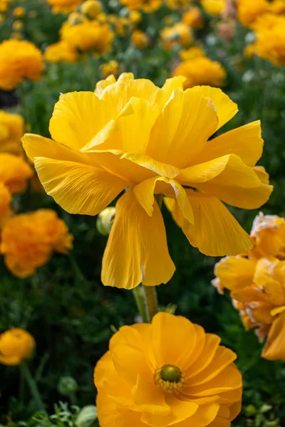 Gelbe Blumen Des Gartens Kultiviert Ranunkeln Nahaufnahme Auf Einem Blumigen — Stockfoto
