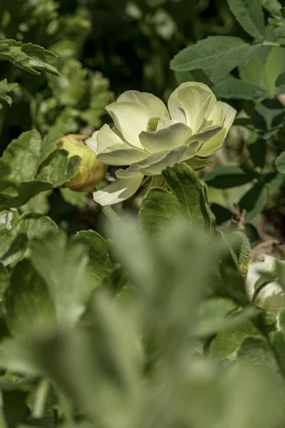 Flores Amarillas Jardín Cultivadas Buñuelos Cerca Sobre Fondo Borroso Floral —  Fotos de Stock