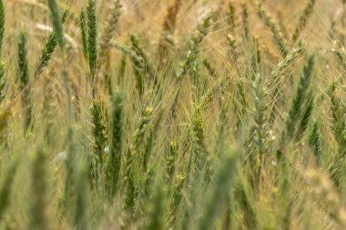 Tarım tarlasında olgunlaşmış çavdar kulakları. Seçici odaklanma. İsrail