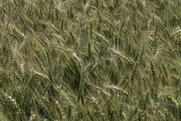 在农田上成熟的黑麦穗 有选择的重点 以色列 — 图库照片
