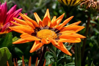 Gazania rigens veya African Daisy veya Gazania veya Treasure Flowers bulanık arkaplanda farklı renklerde kapanıyor. Bahçe çiçekleri