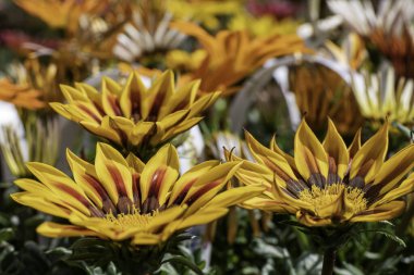 Gazania rigens veya African Daisy veya Gazania veya Treasure Flowers bulanık arkaplanda farklı renklerde kapanıyor. Bahçe çiçekleri