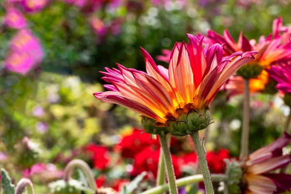 Gazania Rigens African Daisy Gazania Treasure Flowers Κλείνουν Διαφορετικά Χρώματα — Φωτογραφία Αρχείου