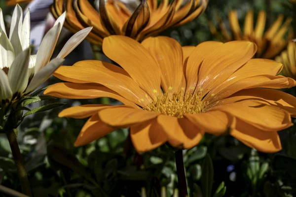 Gazania Rigens African Daisy Gazania Treasure Flowers Chiudono Diversi Colori — Foto Stock
