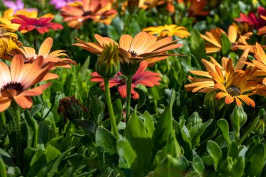 Sarı bahçeli Afrikalı papatyalar bulanık bir arkaplanı kaplar..
