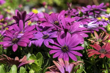 Pembe bahçeli Afrikalı papatyalar bulanık bir arkaplanı kaplar..