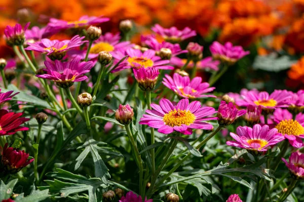 Flowers Pink Garden African Daisies Close Blurred Background — Stock Photo, Image