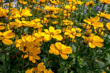 Çiçek tarlasında ferulifolia veya Golden Nugget veya Verbena Amarilla sarı çiçekleri var. Seçici odak