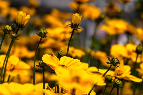Bidens ferulifolia or Golden Nugget or Verbena Amarilla yellow flowers in garden flowerbed. Selective focus