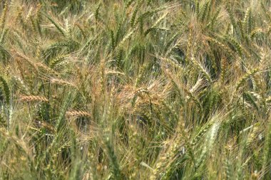 Olgunlaşan çavdarın kulakları bir tarım tarlasında rüzgarda savruluyor. Hasat et