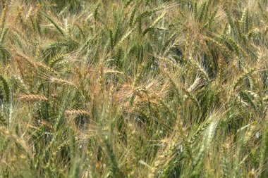 Ears of ripening rye swaying in the wind on an agricultural field. Harvest clipart