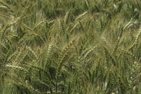 Уши Созревшего Ржаного Хлеба Раскачивающегося Ветру Сельскохозяйственном Поле Урожай — стоковое фото