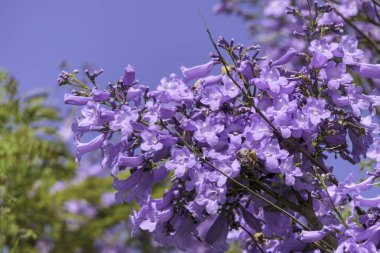 Violet flowers and seeds of the Jacaranda tree among the foliage against the blue sky. Closeup clipart