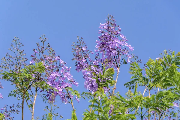 Flores Violetas Semillas Del Árbol Jacaranda Entre Follaje Contra Cielo — Foto de Stock