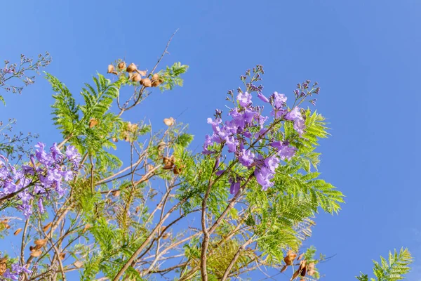 Fleurs Violettes Graines Arbre Jacaranda Parmi Feuillage Contre Ciel Bleu — Photo