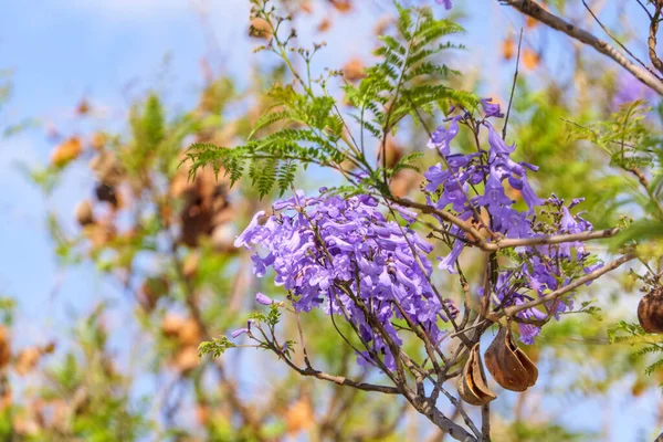Flores Violetas Semillas Del Árbol Jacaranda Entre Follaje Contra Cielo — Foto de Stock