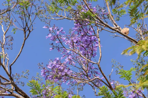 Fleurs Violettes Graines Arbre Jacaranda Parmi Feuillage Contre Ciel Bleu — Photo